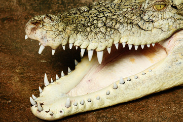 Fototapeta premium Alligator