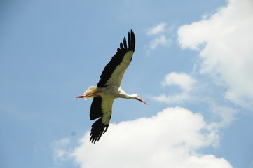 Storch im flug
