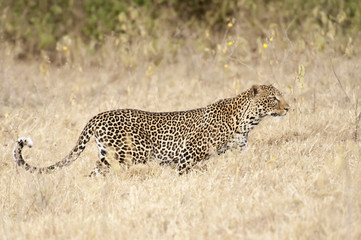 leopard hunting