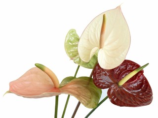 anthurium flowers