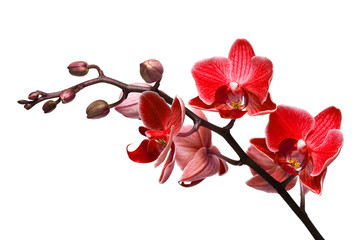 orchidee geïsoleerd op witte achtergrond