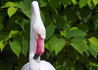portrait of the greater flamingo