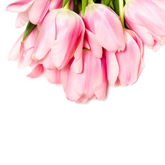 tulips isolated on white background