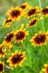 beautiful yellow flower on field