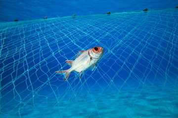 Obraz premium Environmental issue - fish caught in illegal fishing net