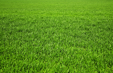Naklejka na ściany i meble background consisting of juicy green grass on the field