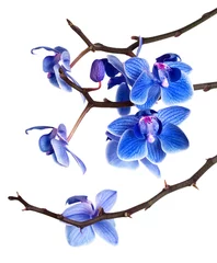 Papier Peint photo autocollant Orchidée orchid isolated on white background