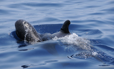 Obraz premium Pilotwal