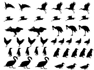 verschiedene Vogelarten als Silhouetten - obrazy, fototapety, plakaty