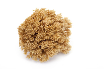 éponge naturelle