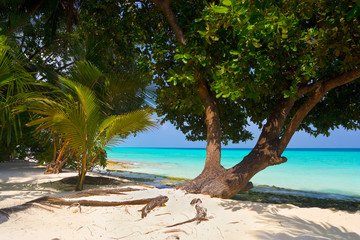 Tree on tropical beach