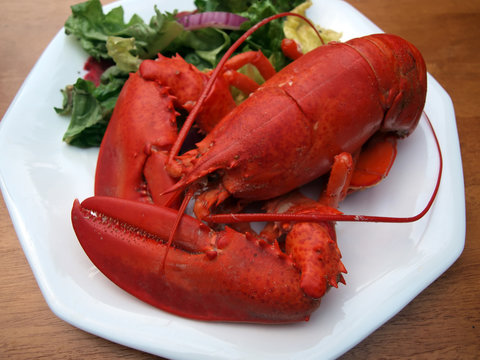 lobster meal 4