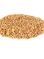 Lentil isolated nb.2