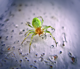 Six-Eyed Green Spider