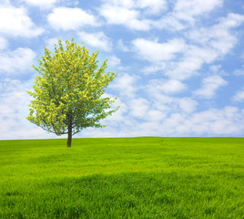 Fototapeta na wymiar Tree on green field