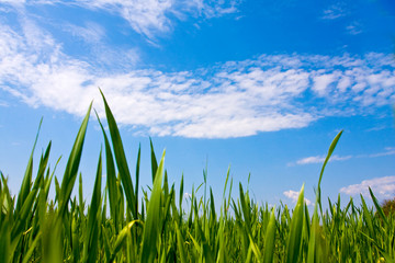 Obraz premium Green grass and blue sky