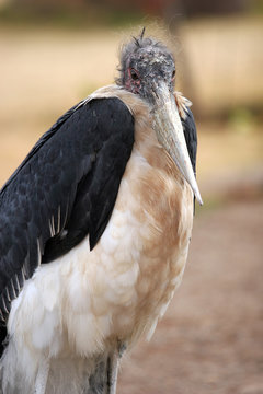 Marabou Stork