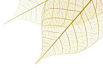Skeleton leaves