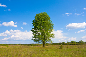 Fototapeta na wymiar Alone tree in steppe