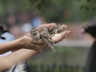 Pajaros comiendo en mano de niña