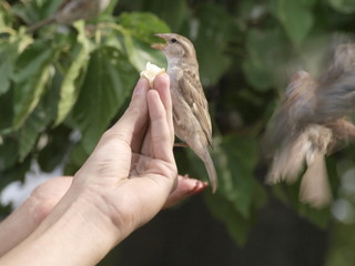 Pajaros comiendo pan en la mano