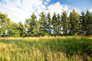 Fototapeta premium forest and sky