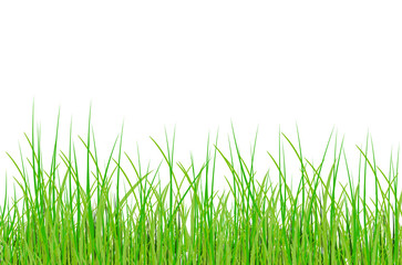 Obraz premium grass in vector