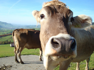Kuh im Appenzellerland