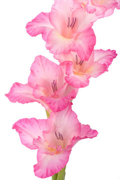 Gladiole