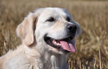 Golden Retriver Portrait