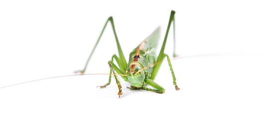 Locust isolated on white background.
