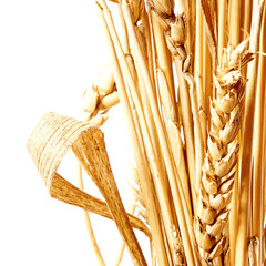 Golden wheat isolated on a white background.