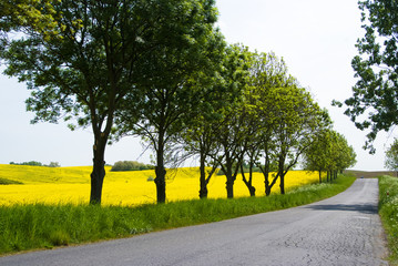 Rapsfeld und Landstrasse