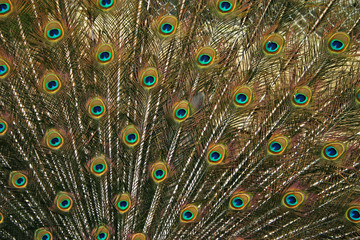 Obraz premium peacock display