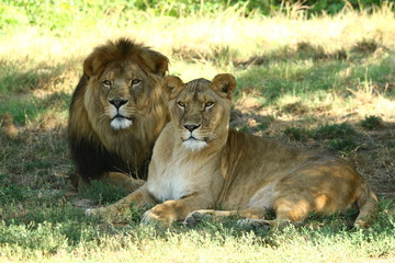 lion, lionne