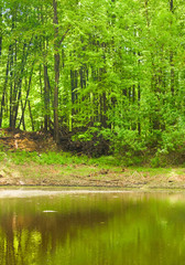 Fototapeta premium summer landscape: lake in the forest
