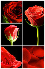 collage of red roses