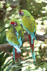 aras ararauna © Claude Calcagno