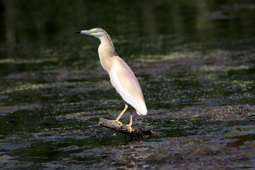 Squacco Heron, Ardeola ralloides