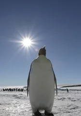 Photo sur Plexiglas Pingouin Emperor penguin (Aptenodytes forsteri)