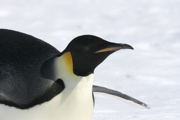 Emperor penguin (Aptenodytes forsteri)