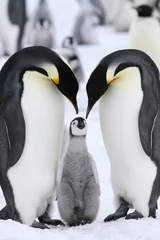 Fototapete Pinguin Kaiserpinguine (Aptenodytes forsteri)