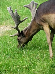 cerf