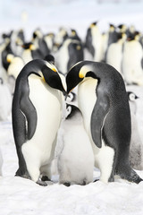 Emperor penguins (Aptenodytes forsteri)