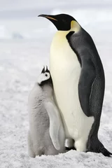 Abwaschbare Fototapete Pinguin Kaiserpinguine (Aptenodytes forsteri)