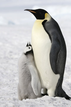 Emperor penguins (Aptenodytes forsteri)