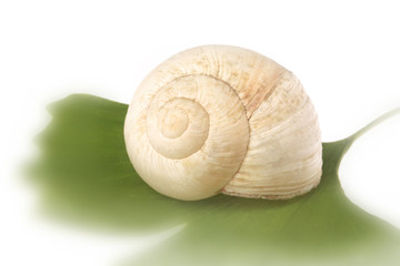 Schnecke