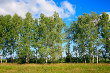 Fototapeta premium spring scene in the forest