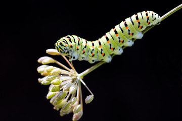 Caterpillar