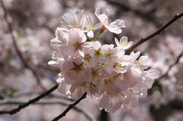 cherry blossom